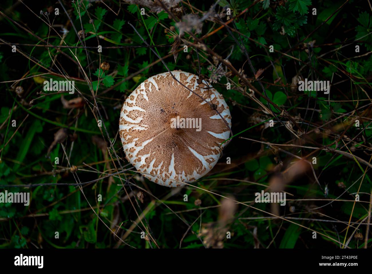 Pilz im Wald Stockfoto
