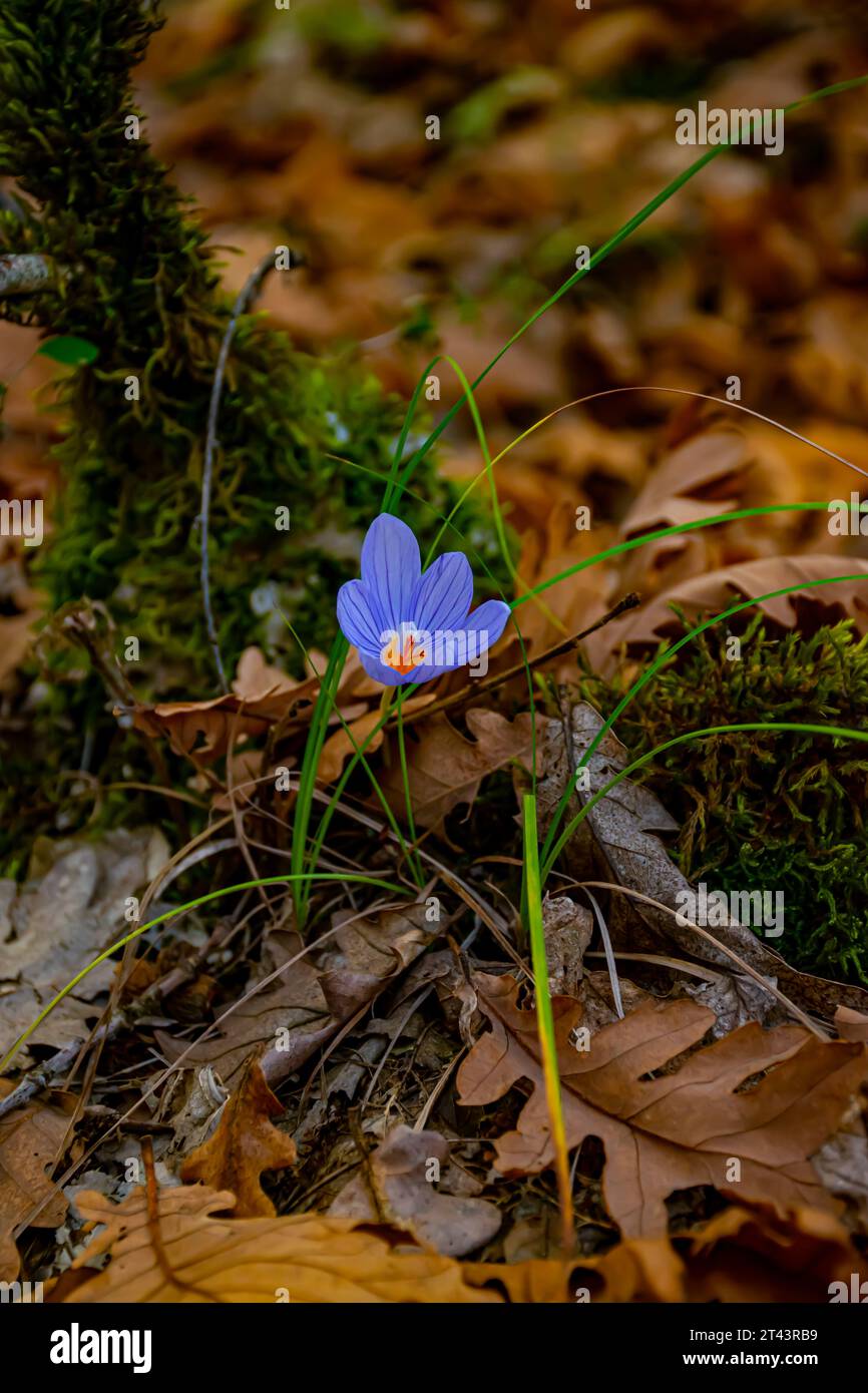 Lila Blume im Wald Stockfoto