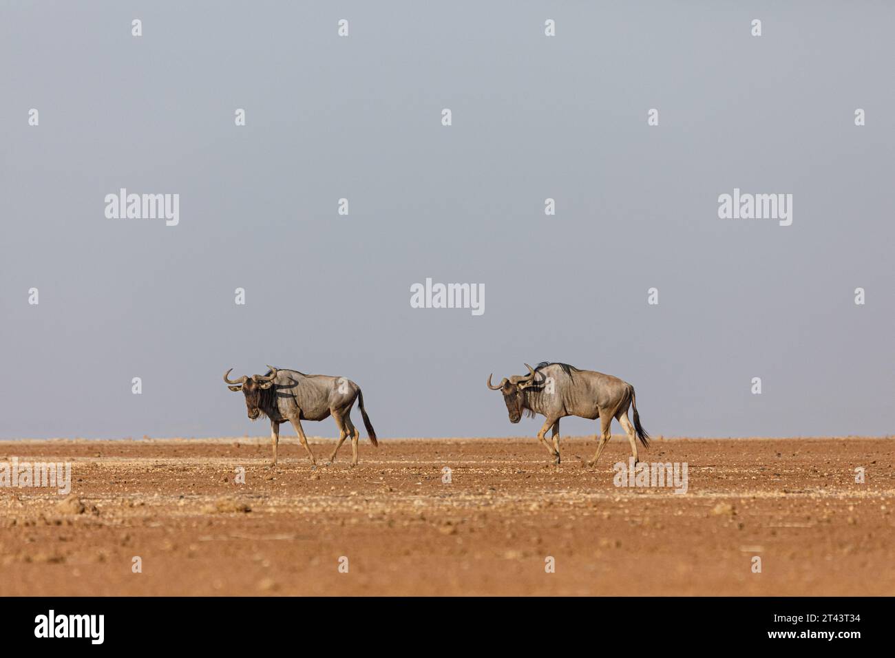 Gnus überqueren die Savanne Stockfoto