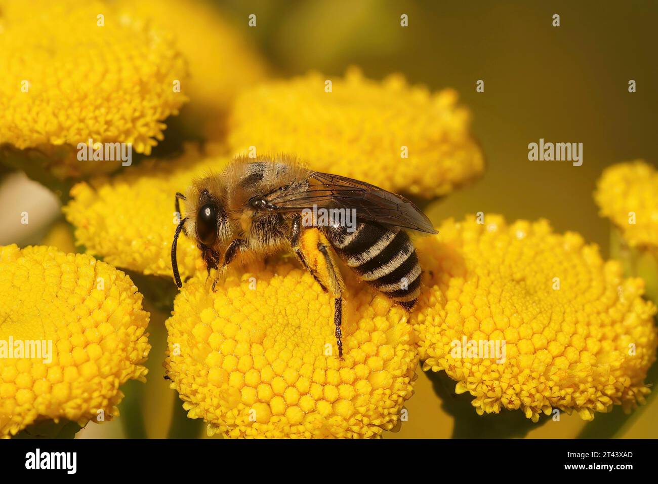 Natürliche Nahaufnahme einer Davies' Cellophan Biene, Colletes daviesanus, sitzt auf einer gelben Tansy, Tanacetum vulgare, Blume im Garten Stockfoto