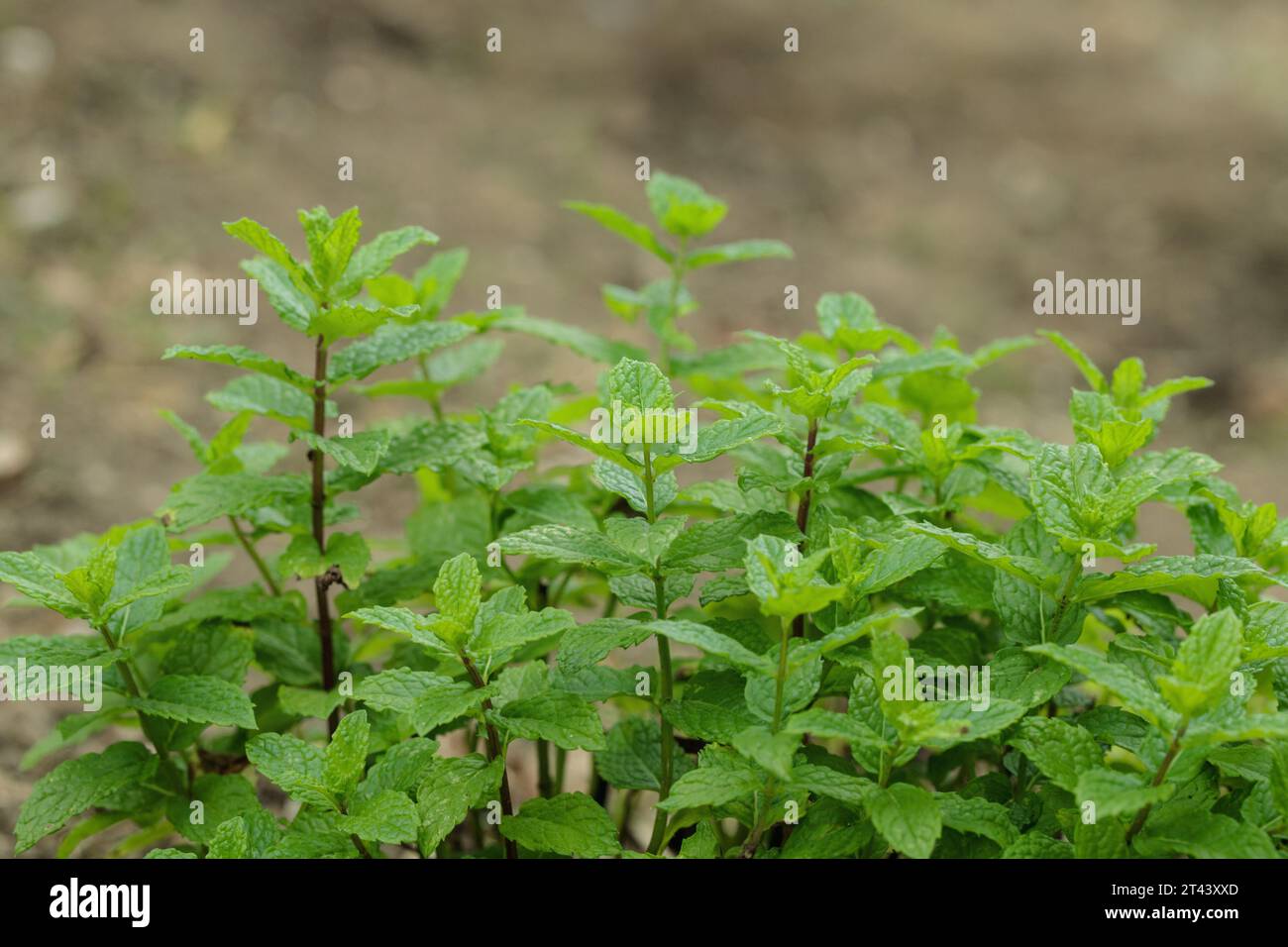 Busch der marokkanischen Münzprägeanstalt. Kopierbereich. Stockfoto