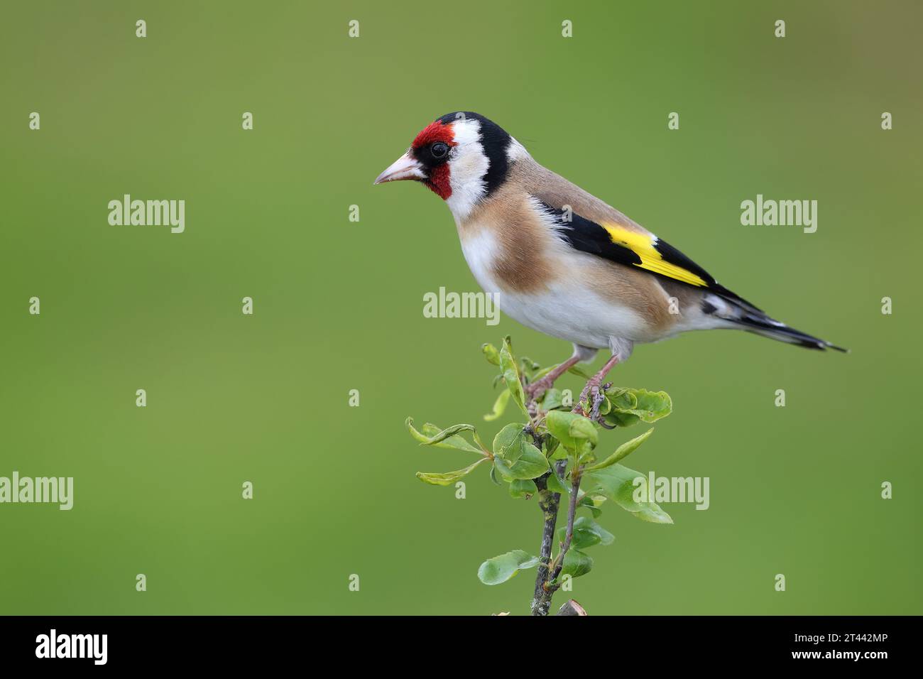 Europäischer Goldfinch, Carduelis Carduelis, sitzt im Frühjahr auf einem Ast. Stockfoto