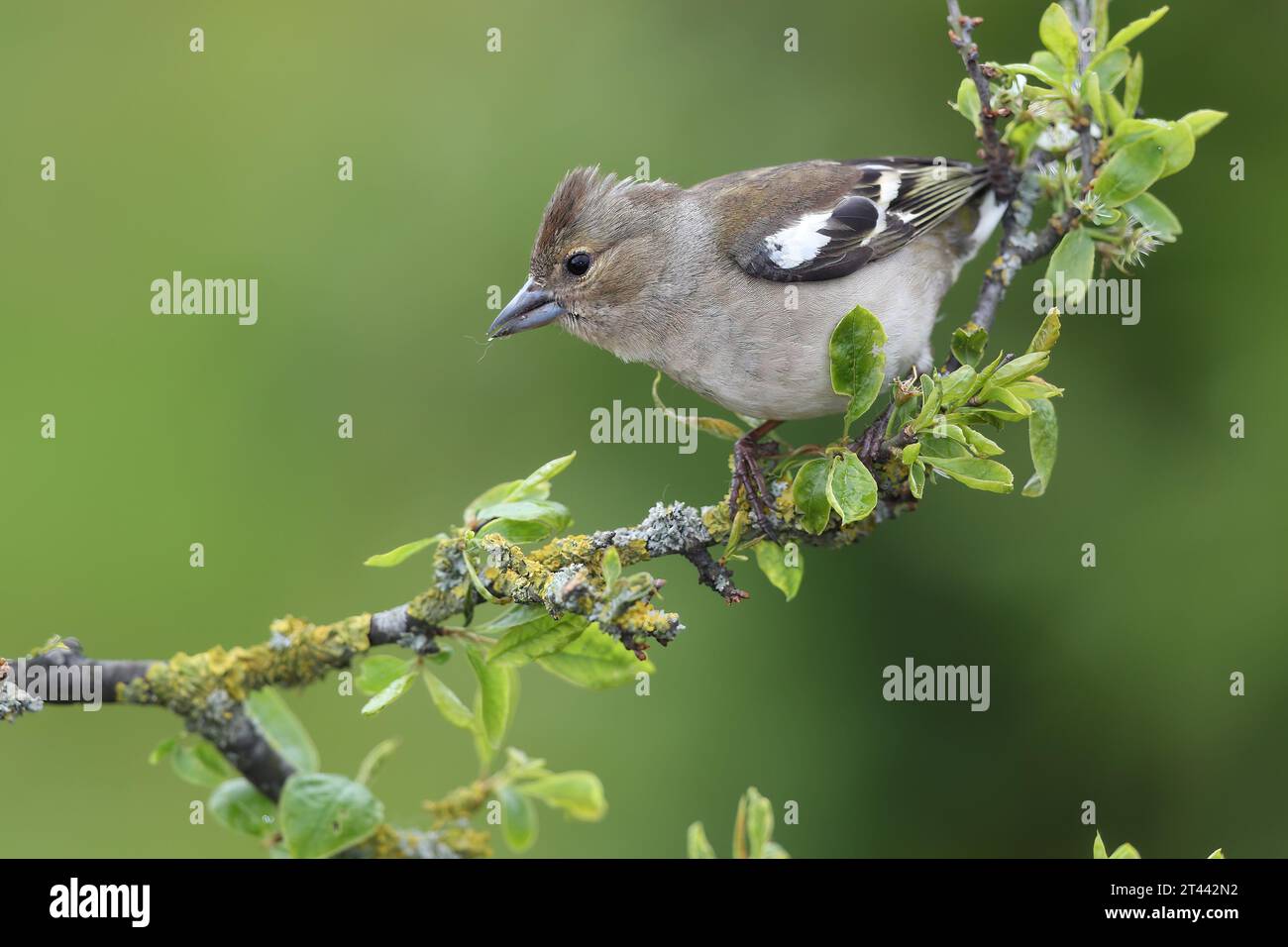 Weibliche Chaffinch, Fringilla coelebs, hoch oben, Mid Wales, großbritannien Stockfoto