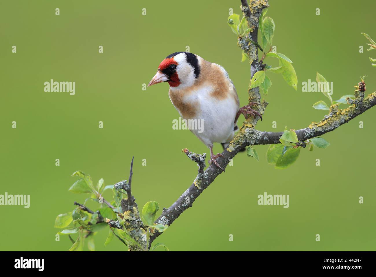 Europäischer Goldfinch, Carduelis Carduelis, sitzt im Frühjahr auf einem Ast. Stockfoto