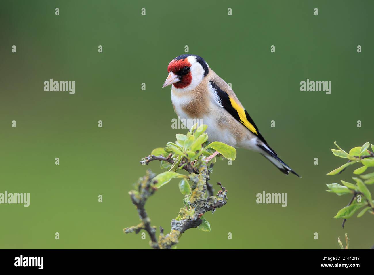 Europäischer Goldfinch, Carduelis Carduelis, sitzt im Frühjahr auf einem Ast. Stockfoto