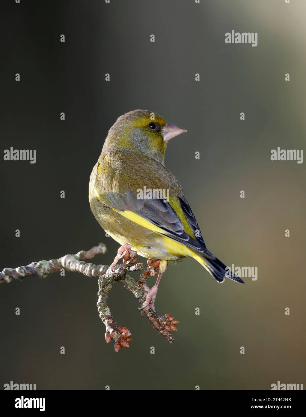 Europäischer Greenfinch, Carduelis chloris, im Winter auf einer Niederlassung in Mid Wales, vereinigtes königreich Stockfoto