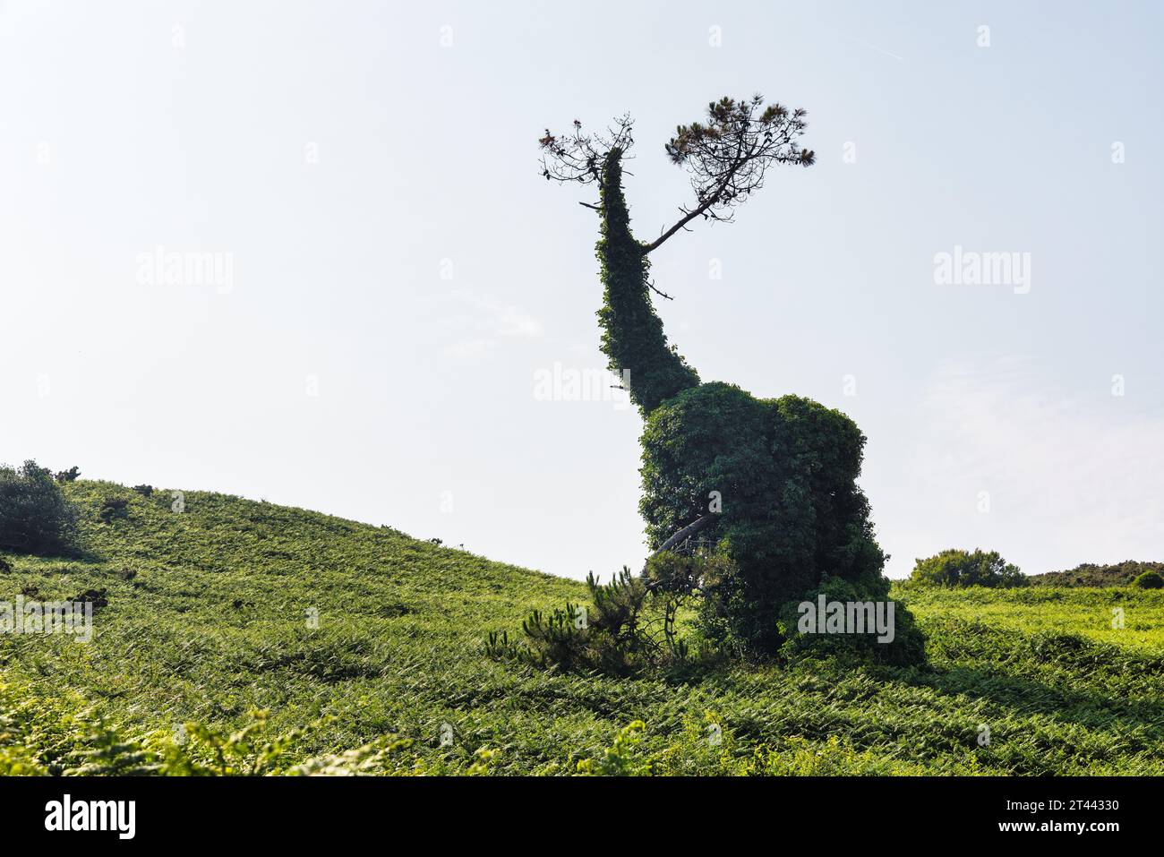 Bild eines einzigartigen, mit Ranken bewachsenen Baumes in einer grünen Landschaft Stockfoto