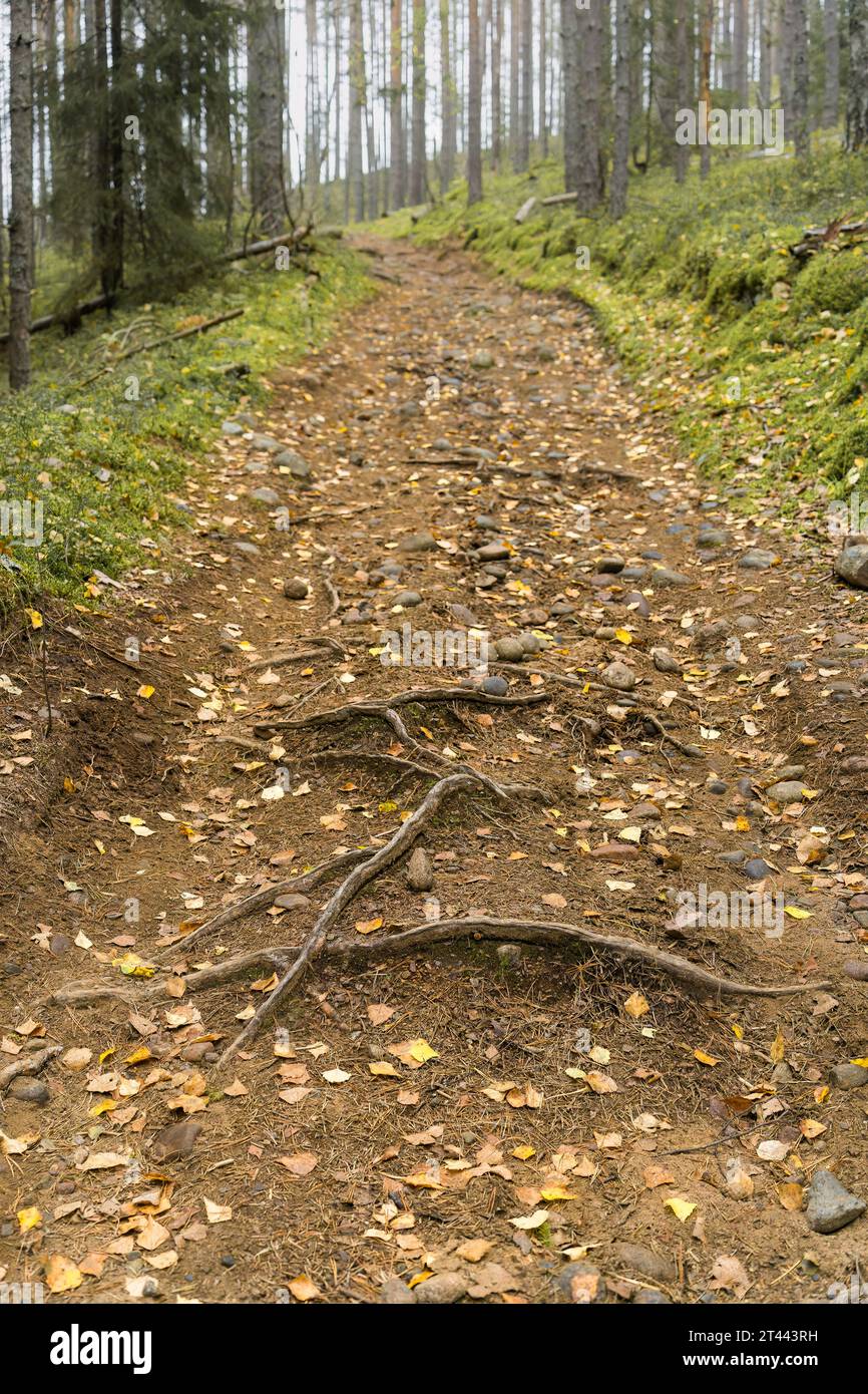 Felsiger Waldweg mit Wurzeln in Form des Buchstaben E in einem finnischen Wald. Stockfoto