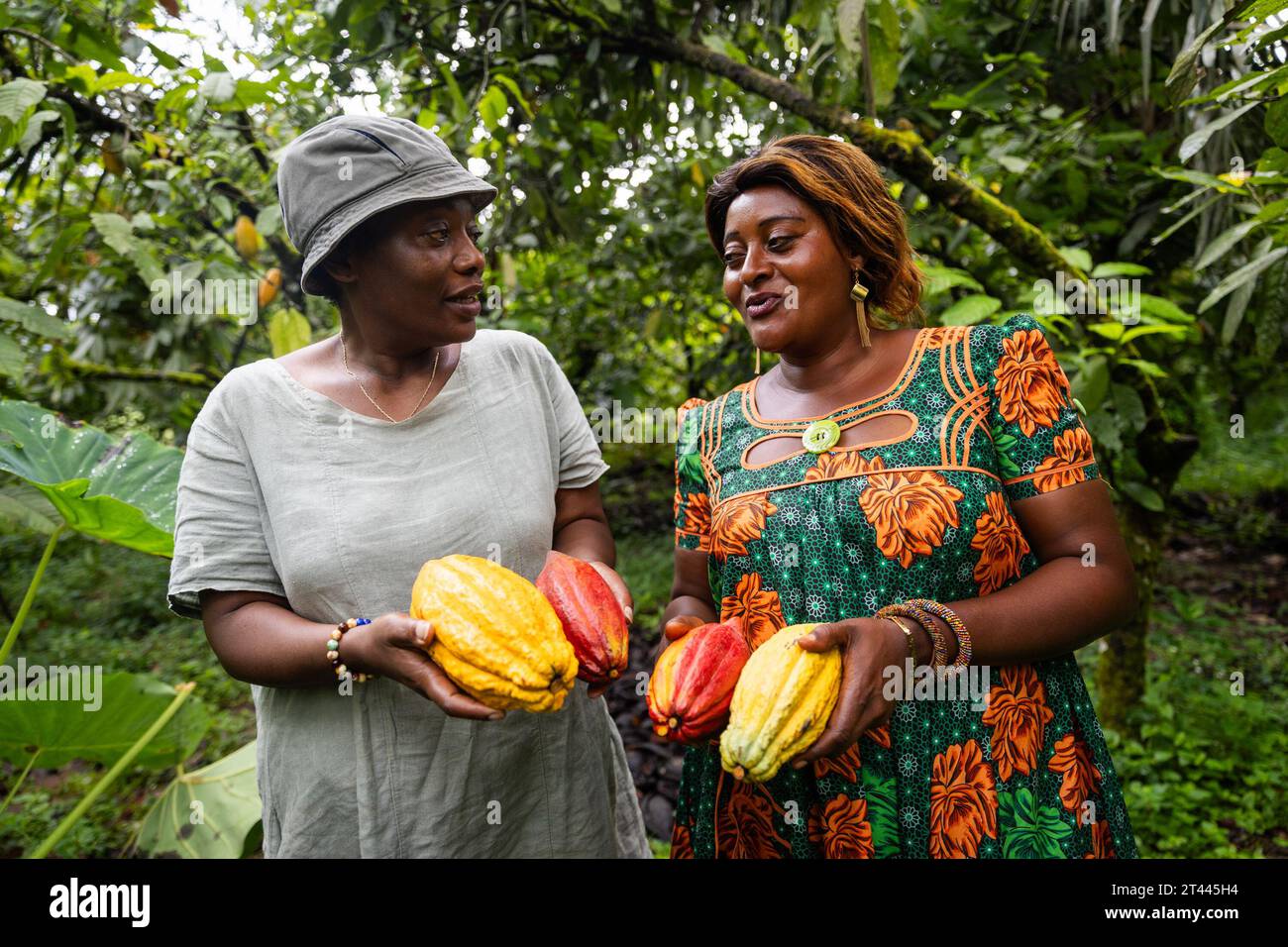 Zwei Bauern unterhalten sich während der Kakaoschotenernte, der Schokoladenproduktion in Afrika Stockfoto