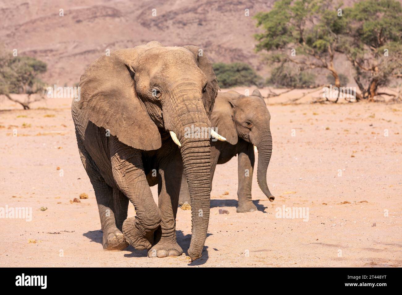 Die Wüstenelefanten leben in der Kunene-Region und umfassen überwiegend Sandwüsten, felsige Berge und trockene Kiesebenen im Nordwesten Namibias - Skel Stockfoto