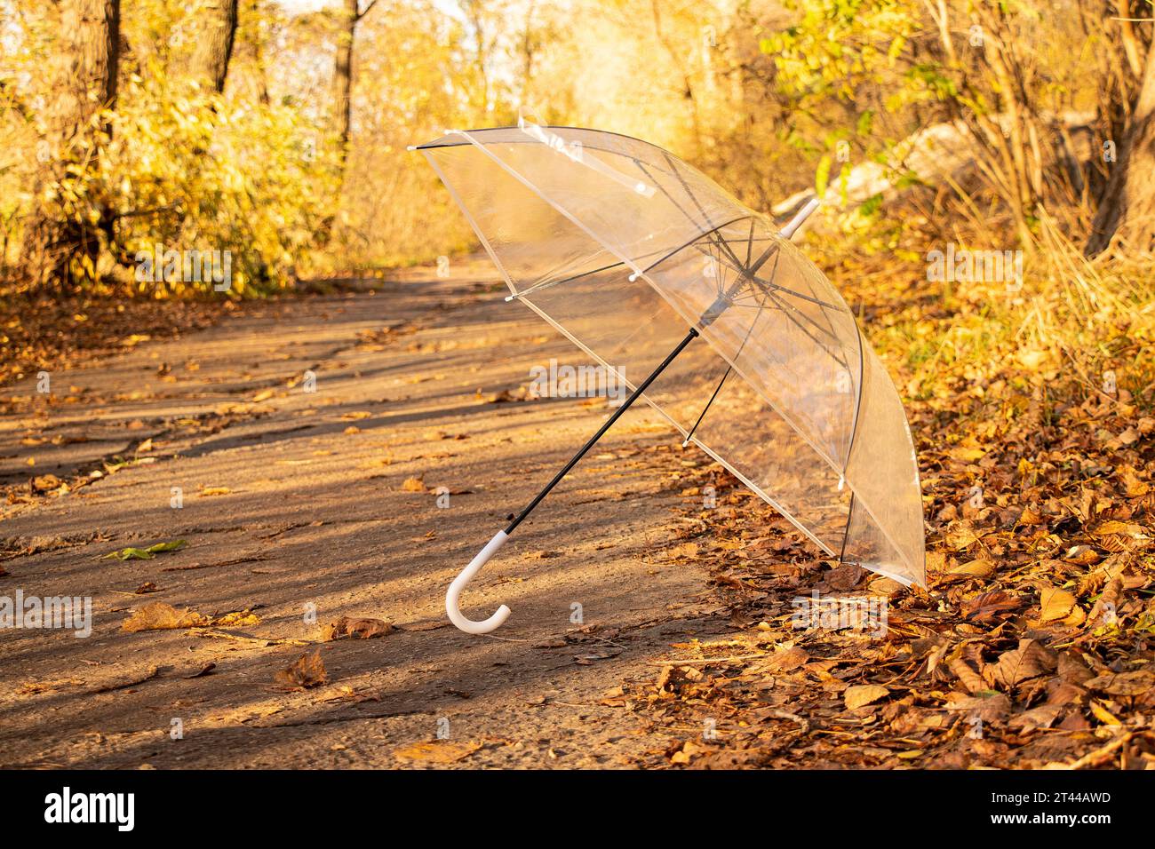 Ein transparenter Schirm liegt auf der Straße im Wald in der Herbstsonne, Herbstwetter, Jahreszeit, gelben Blättern Stockfoto