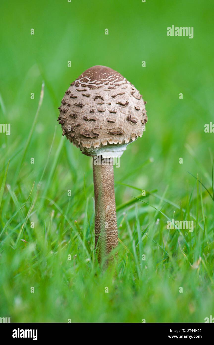 Essbare Sonnenschirmpilze alias Macrolepiota procera. Sehr leckerer und beliebter Pilz in Tschechien. Stockfoto