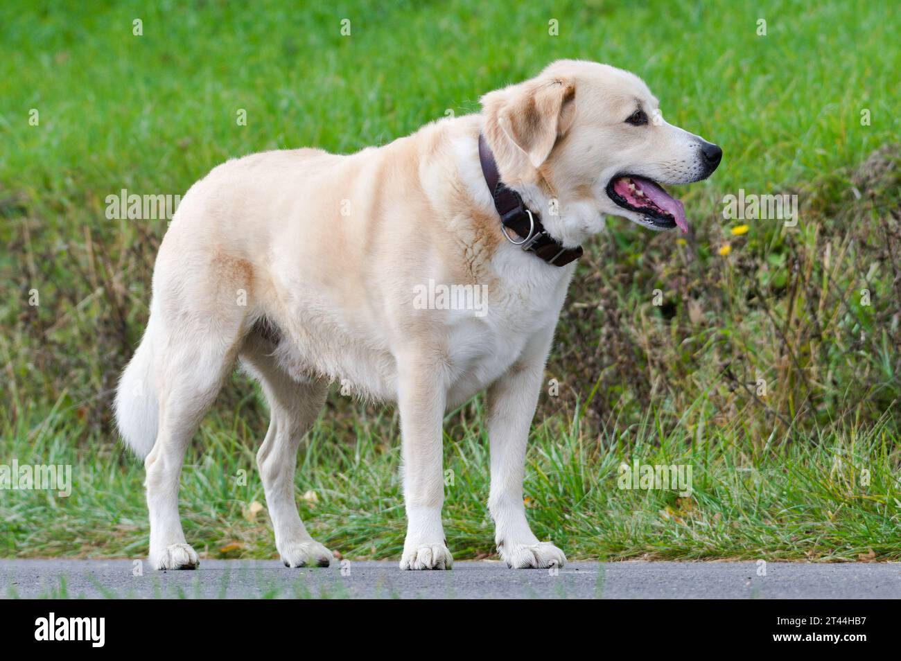 Happy Dog genießt den Spaziergang mit seinem geliebten Herrn. Detailporträt. Mund und sichtbare Zunge öffnen. Herbst, Tschechische republik. Stockfoto