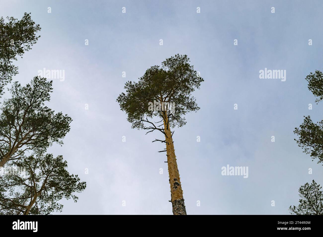 Die Krone einer flauschigen hohen Kiefer vor dem Hintergrund eines Winterhimmels Stockfoto