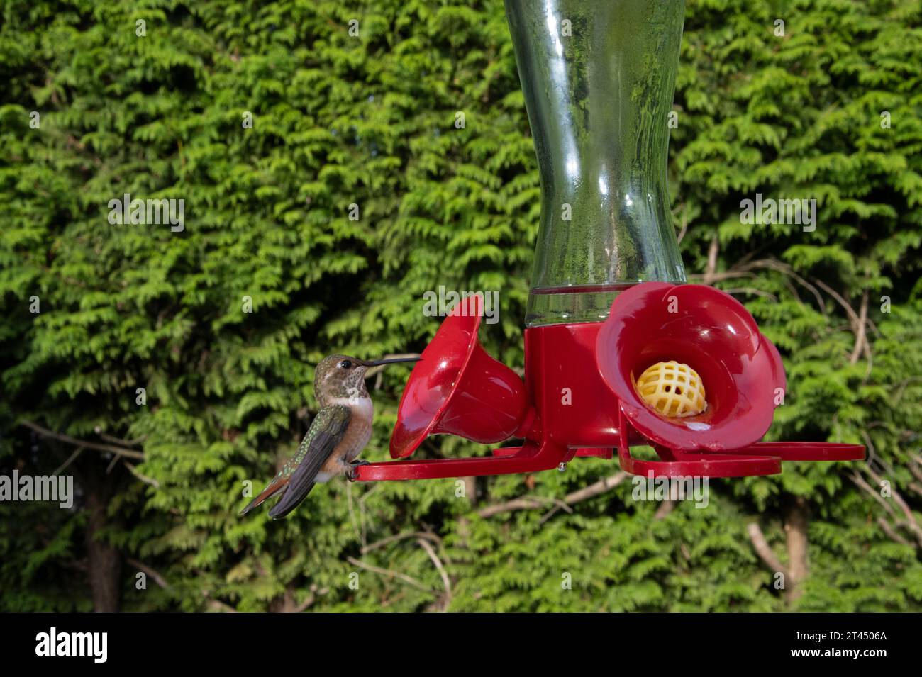 Kolibris in einem Futterhäuschen in Surrey, British Columbia, Kanada Stockfoto
