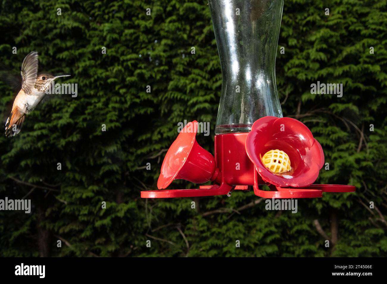 Kolibris in einem Futterhäuschen in Surrey, British Columbia, Kanada Stockfoto
