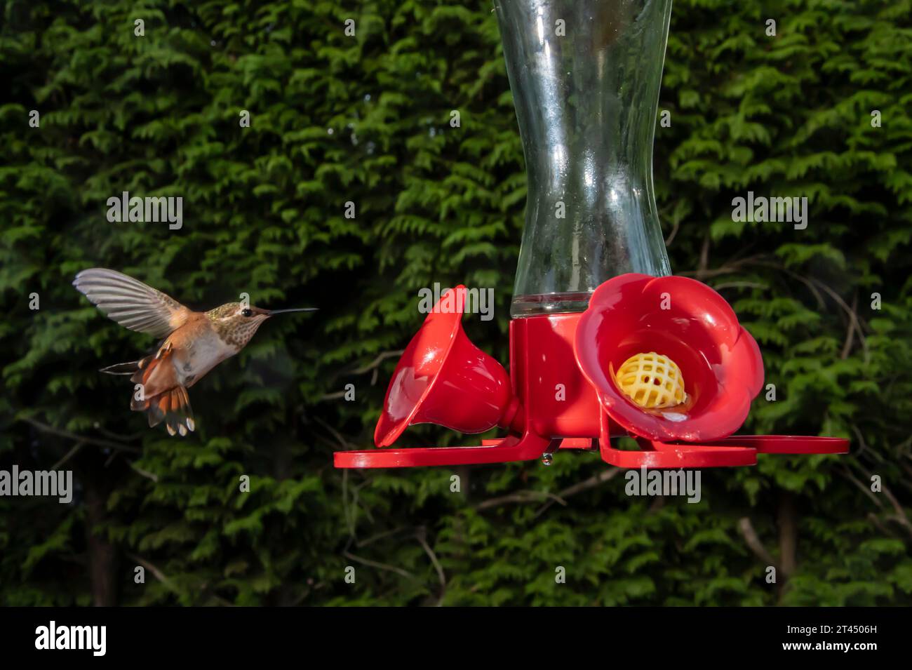 Kolibris in einem Futterhäuschen in Surrey, British Columbia, Kanada Stockfoto