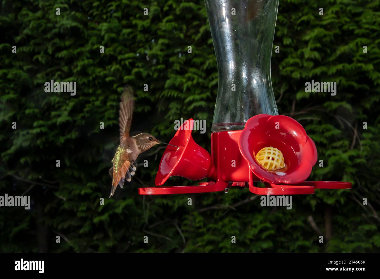Kolibris in einem Futterhäuschen in Surrey, British Columbia, Kanada Stockfoto
