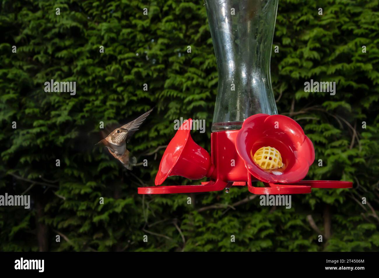 Kolibris in einem Futterhäuschen in Surrey, British Columbia, Kanada Stockfoto