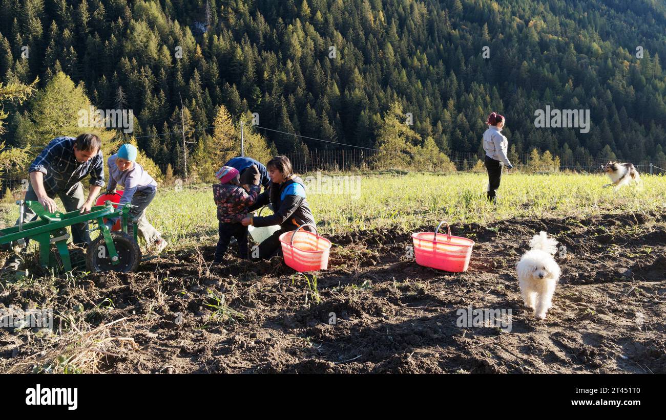 Menschen ernten an einem Herbsttag im Aostatal mit Wald dahinter Kartoffeln. Erntevorrichtung wird freigegeben, NW Italien. Oktober 2023 Stockfoto