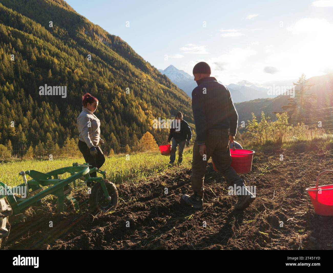 Menschen ernten Kartoffeln an einem Herbsttag im Aostatal, wobei eine Erntevorrichtung übrig blieb. NW Italien. Oktober 2023 Stockfoto