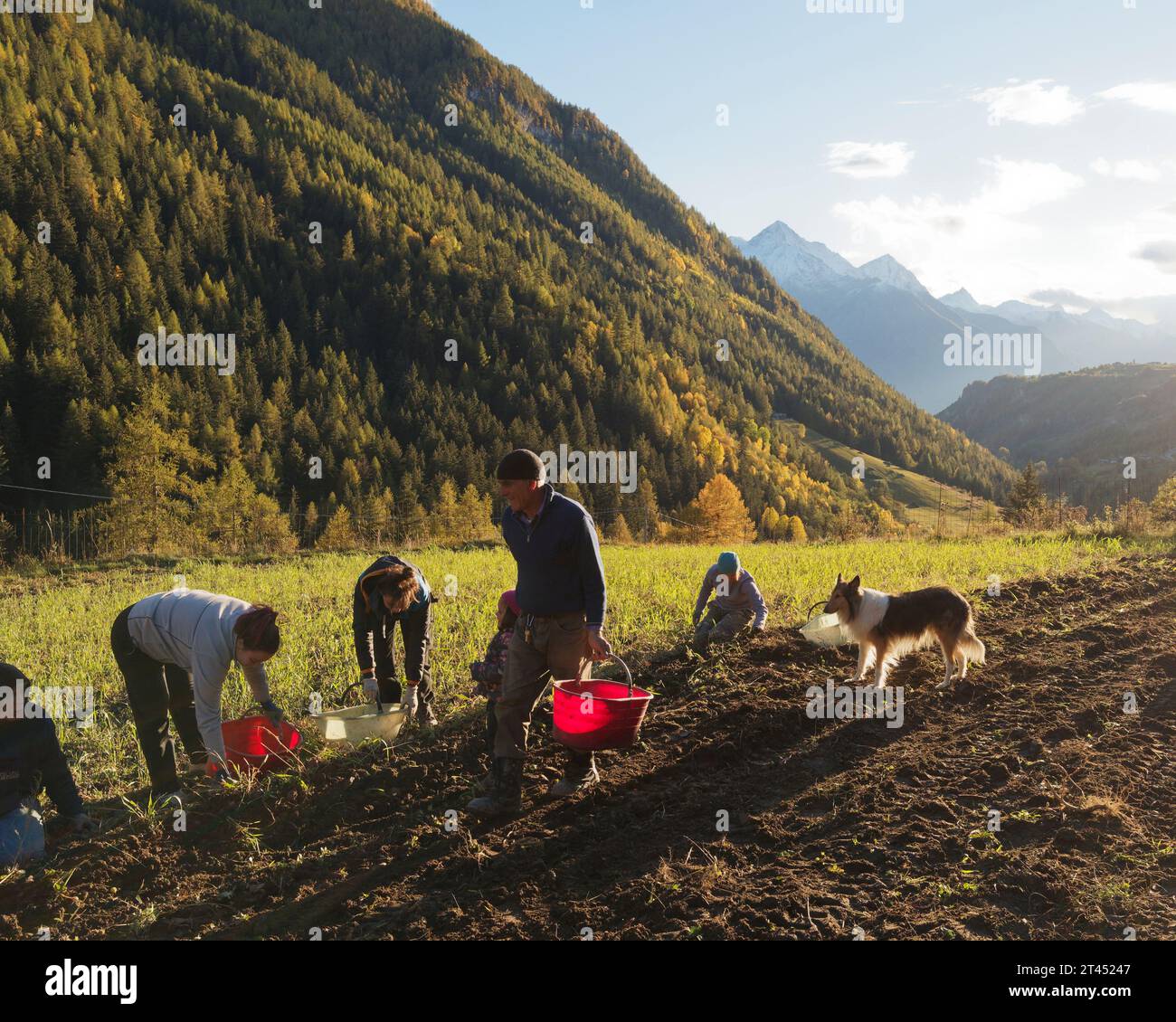 Menschen ernten Kartoffeln an einem Herbsttag im Aostatal mit einem Schäferhund. Wald und schneebedeckte alpen dahinter. NW Italien. Oktober 2023 Stockfoto