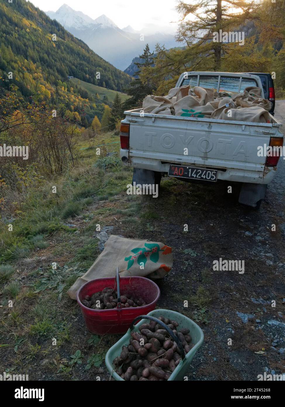 Frisch geerntete Kartoffeln in Eimern und bei einer Abholung an einem Herbsttag in den Bergen des Aostatals NW Italien. Oktober 2023 Stockfoto