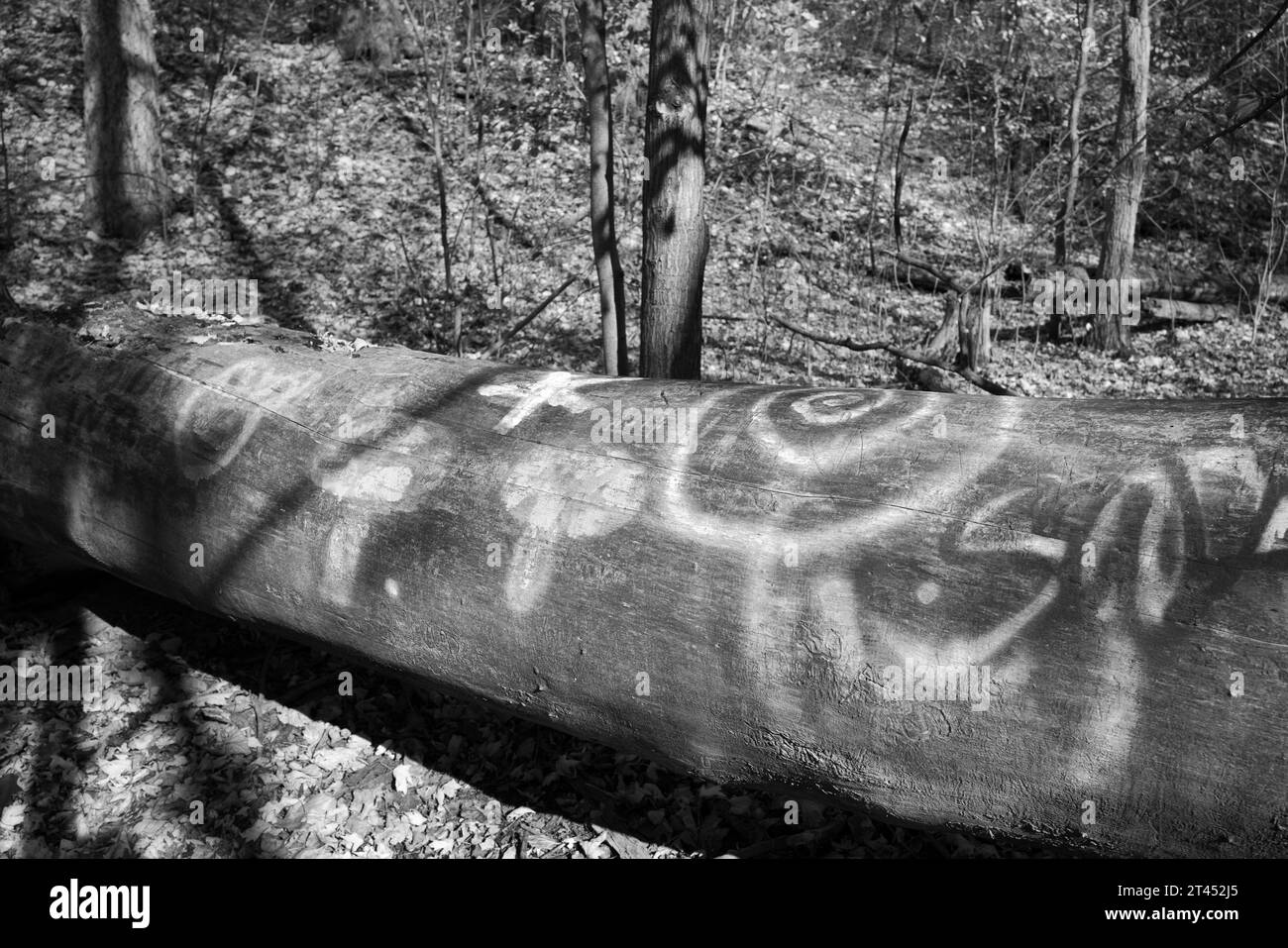Grafitti auf einem gefällten Baum im Wald Stockfoto