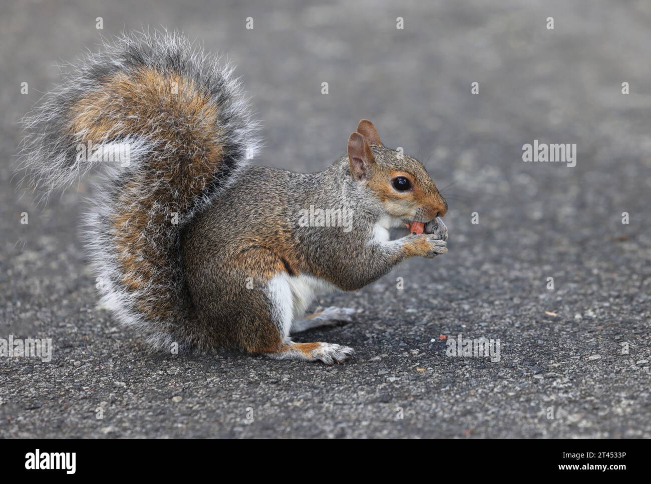 Eichhörnchen essen Nuss auf dem Brompton Cemetery, SW London, Großbritannien Stockfoto
