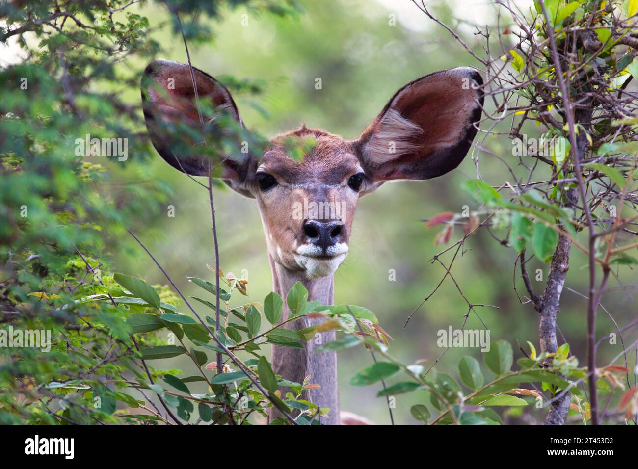 Kudu weiblicher Kopf, versteckt sich hinter den Blättern im Busch Stockfoto