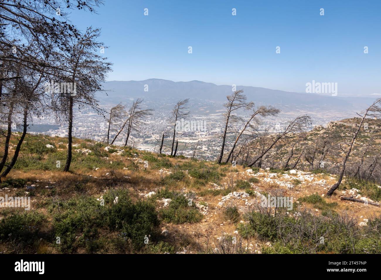 Toter Kiefer in der Provinz Hatay, Türkei Stockfoto