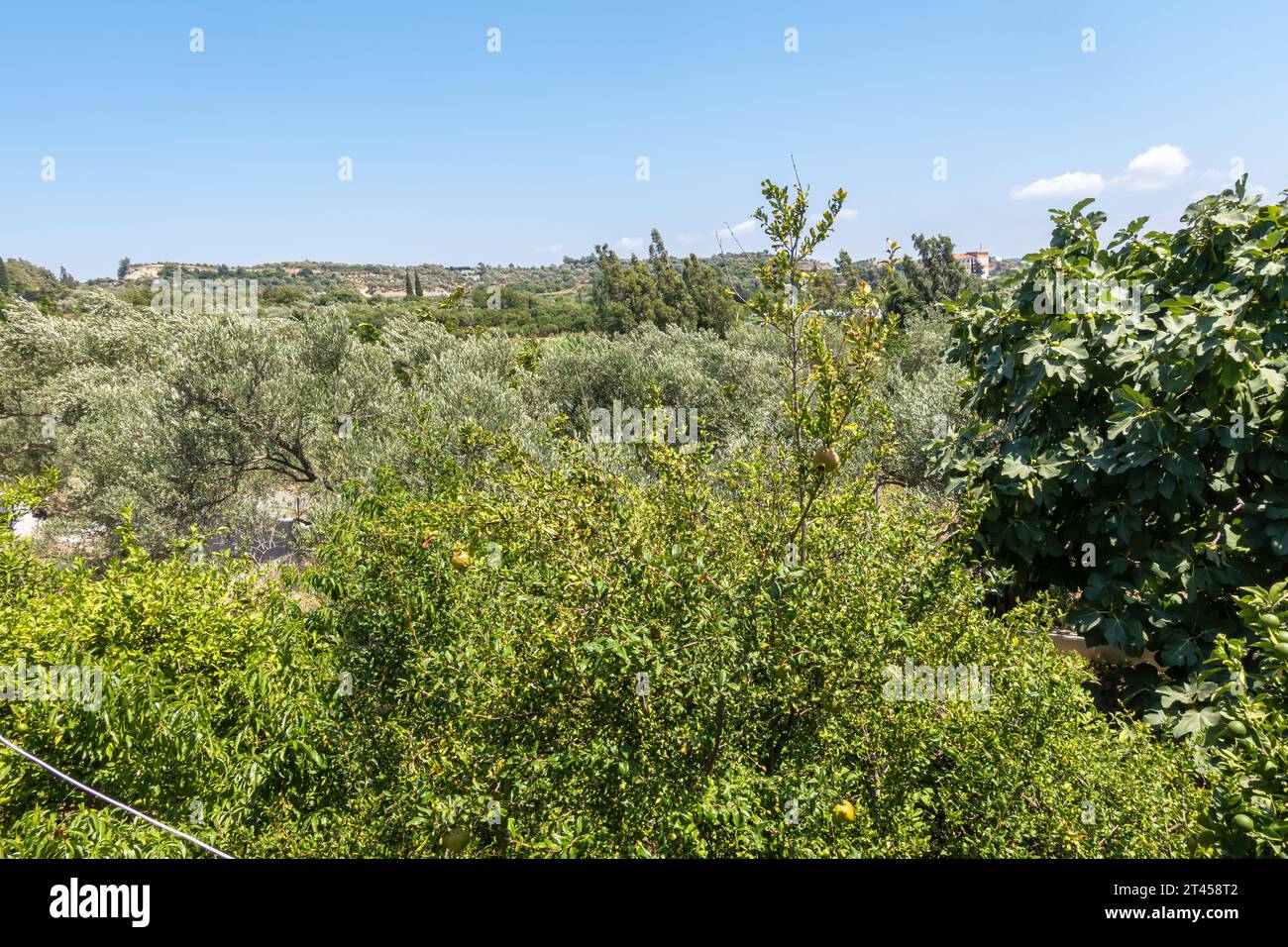 Granatapfelbaum in natürlicher Umgebung, der in der Türkei Antakya angebaut wird Stockfoto