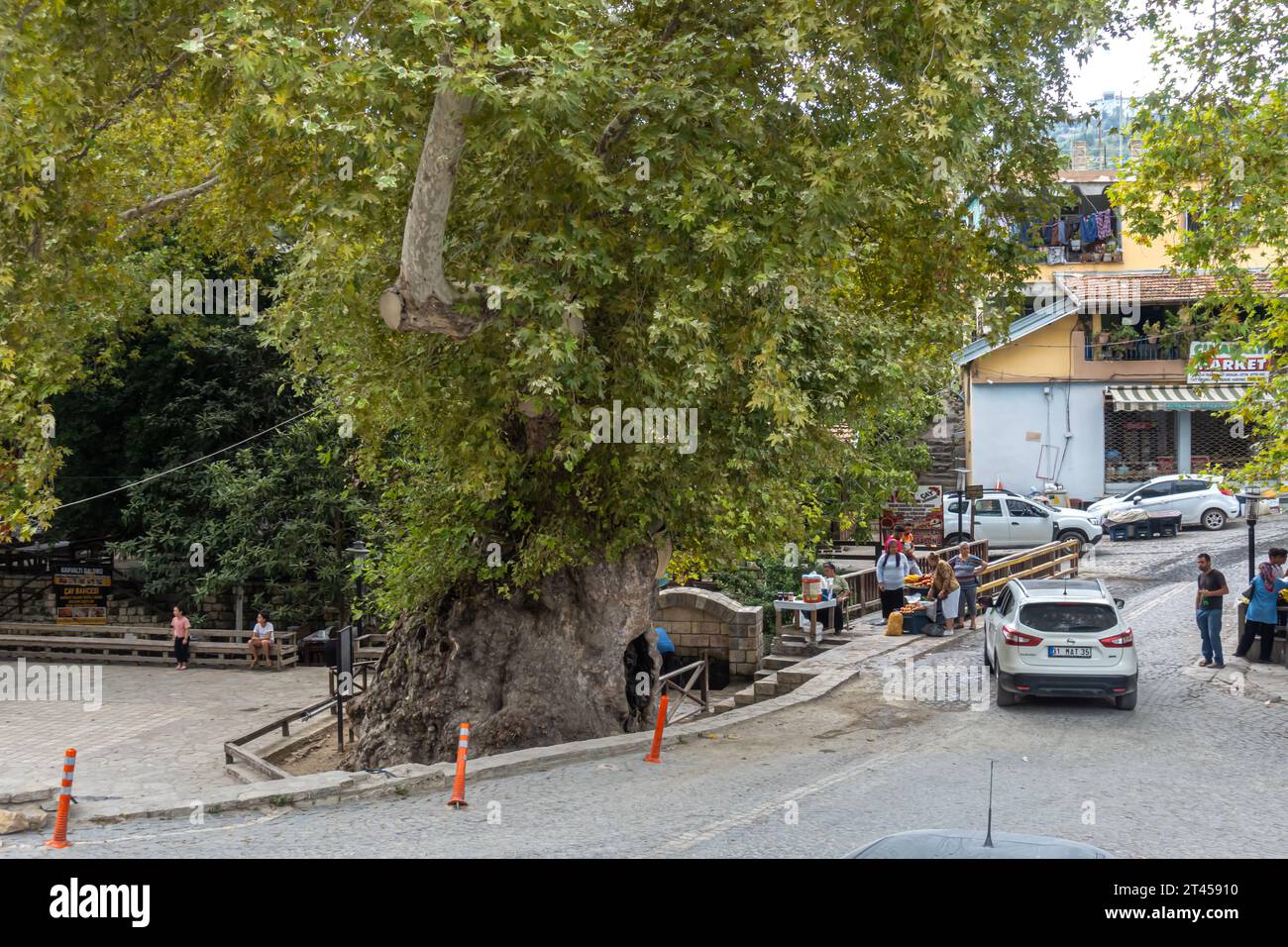 Moses Tree, Touristenattraktion in Samandag, Hatay, Türkei Stockfoto