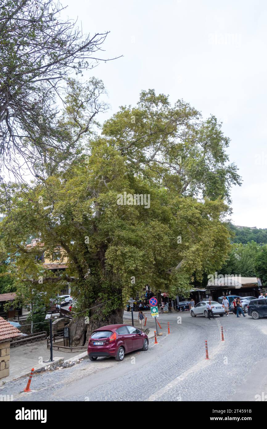 Moses Tree, Touristenattraktion in Samandag, Hatay, Türkei Stockfoto