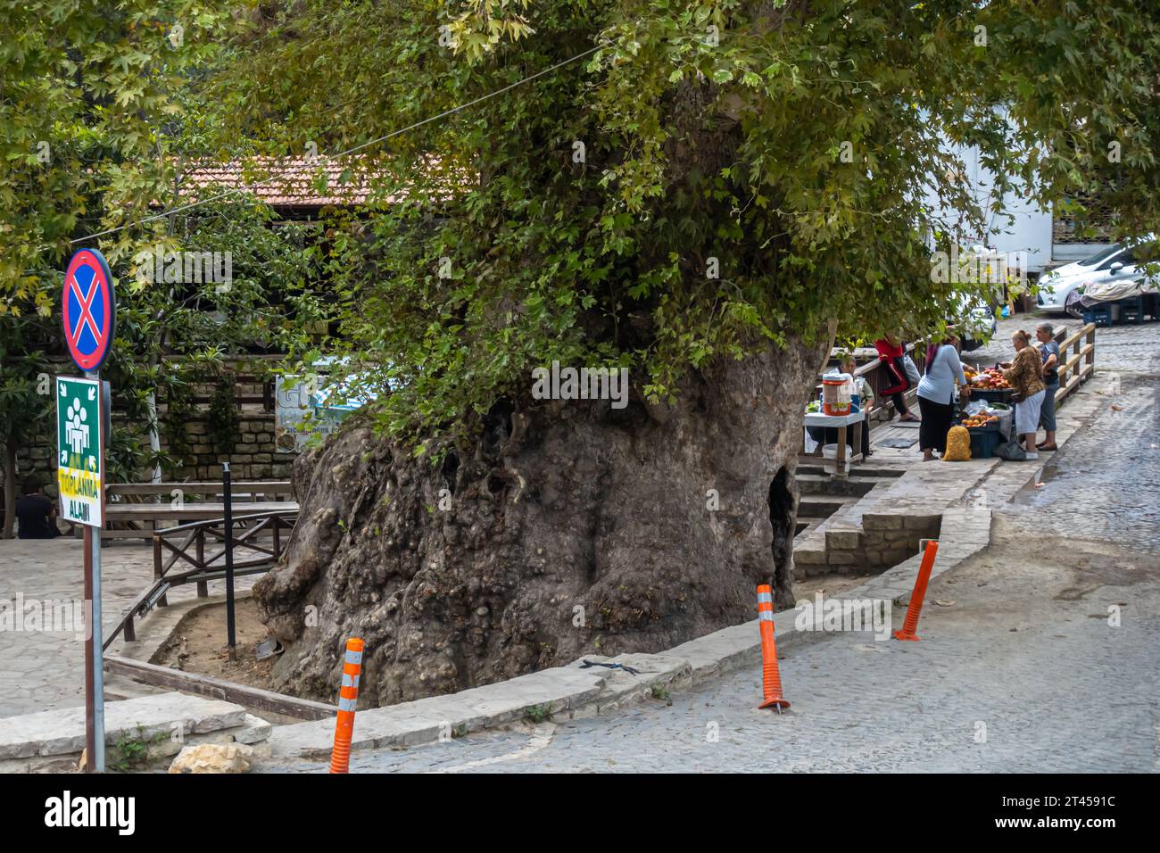 Moses Tree, Touristenattraktion in Samandag, Hatay, Türkei Stockfoto