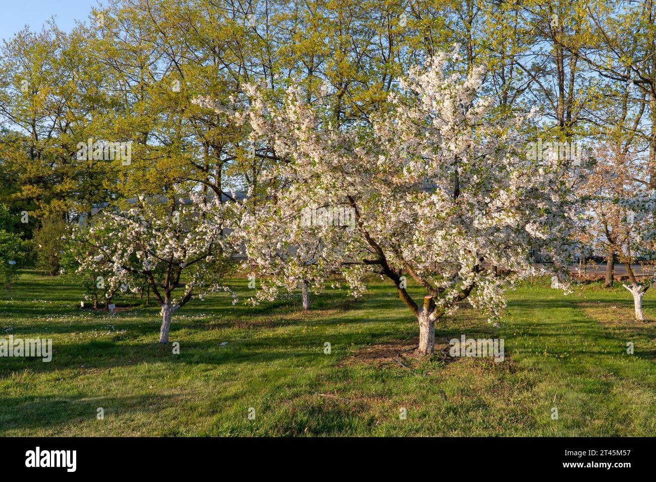 Blühender Apfelgarten an einem sonnigen Frühlingstag. Tauchen Sie ein in die malerische Schönheit und bewundern Sie den bezaubernden Anblick der Fülle der Natur. Stockfoto