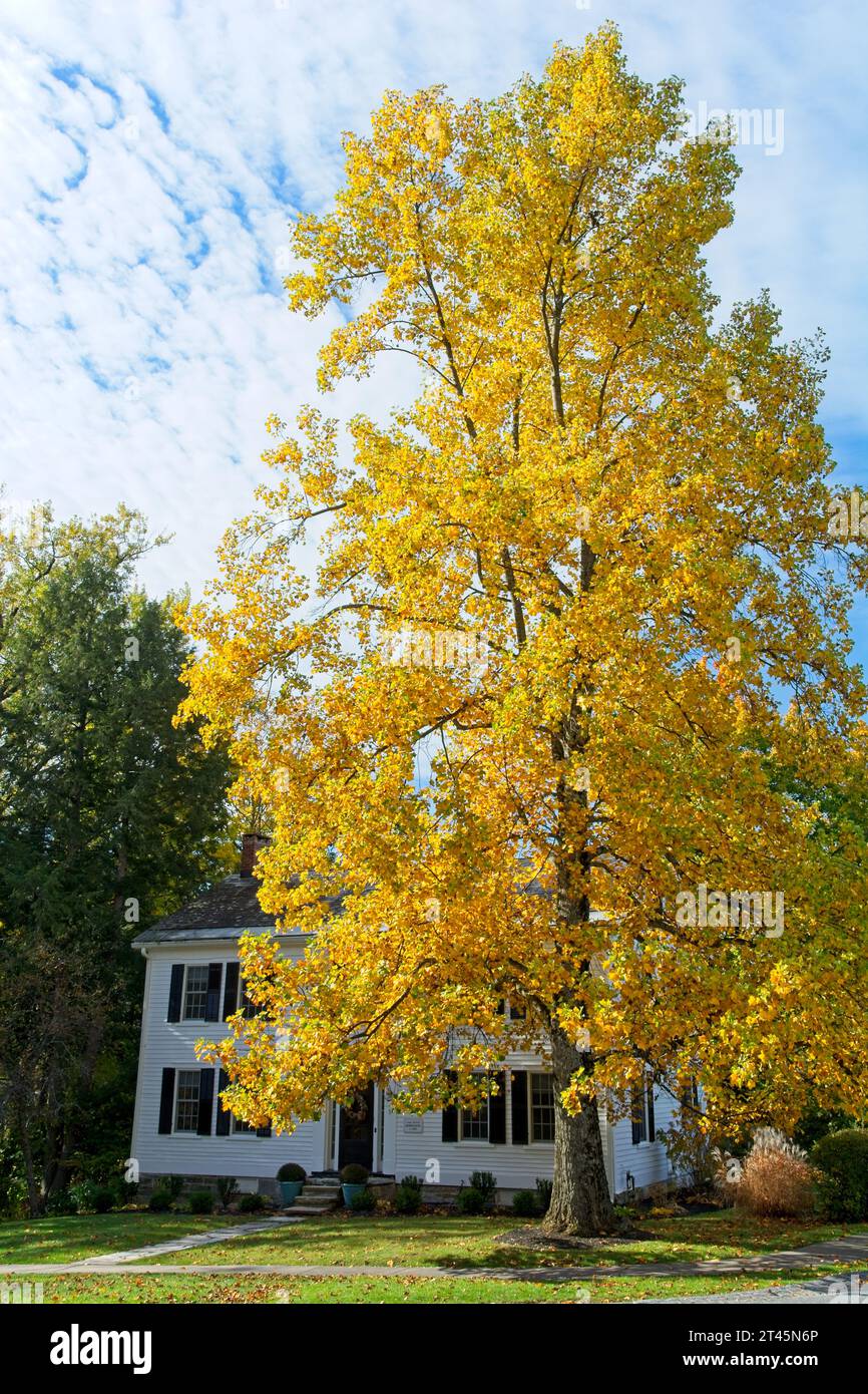 Aus dem 18. Jahrhundert stammendes weißes Kolonialgebäude von Captain David Robinson unter einem bunten Baum — Bennington, Vermont, Oktober 2023 Stockfoto