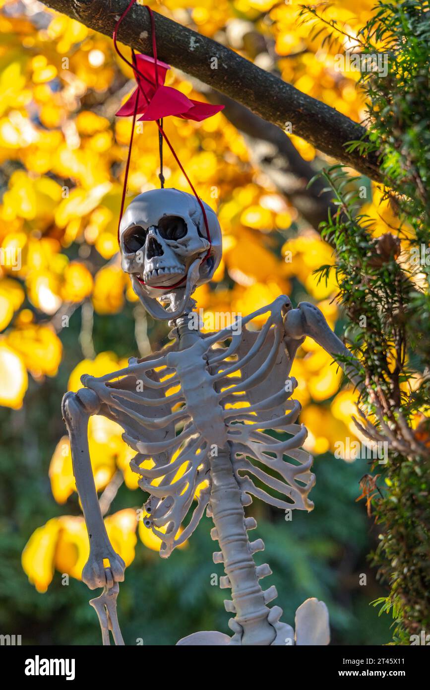 Ein Plastikskelett hängt an einem Baum für Halloween in Vancouver, Kanada. Stockfoto