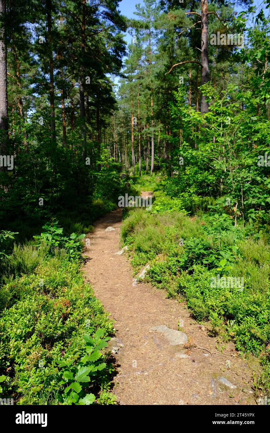 Wunderschöner Pfad in den Wäldern Südschwedens Stockfoto