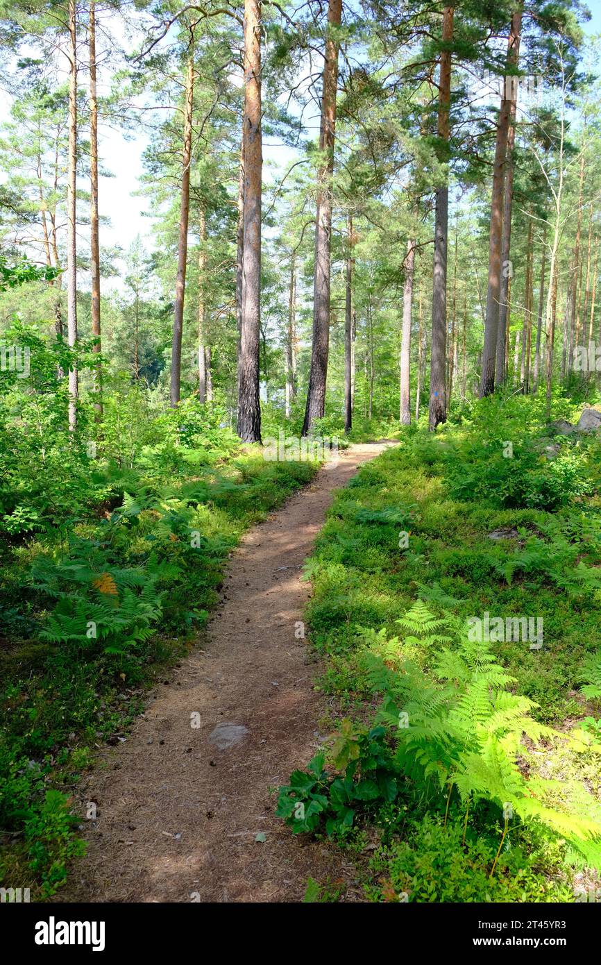 Wunderschöner Pfad in den Wäldern Südschwedens Stockfoto