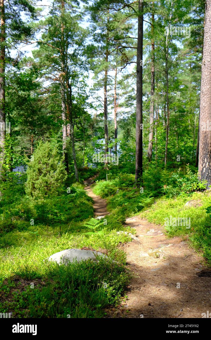 Wunderschöner Pfad in den Wäldern Südschwedens Stockfoto