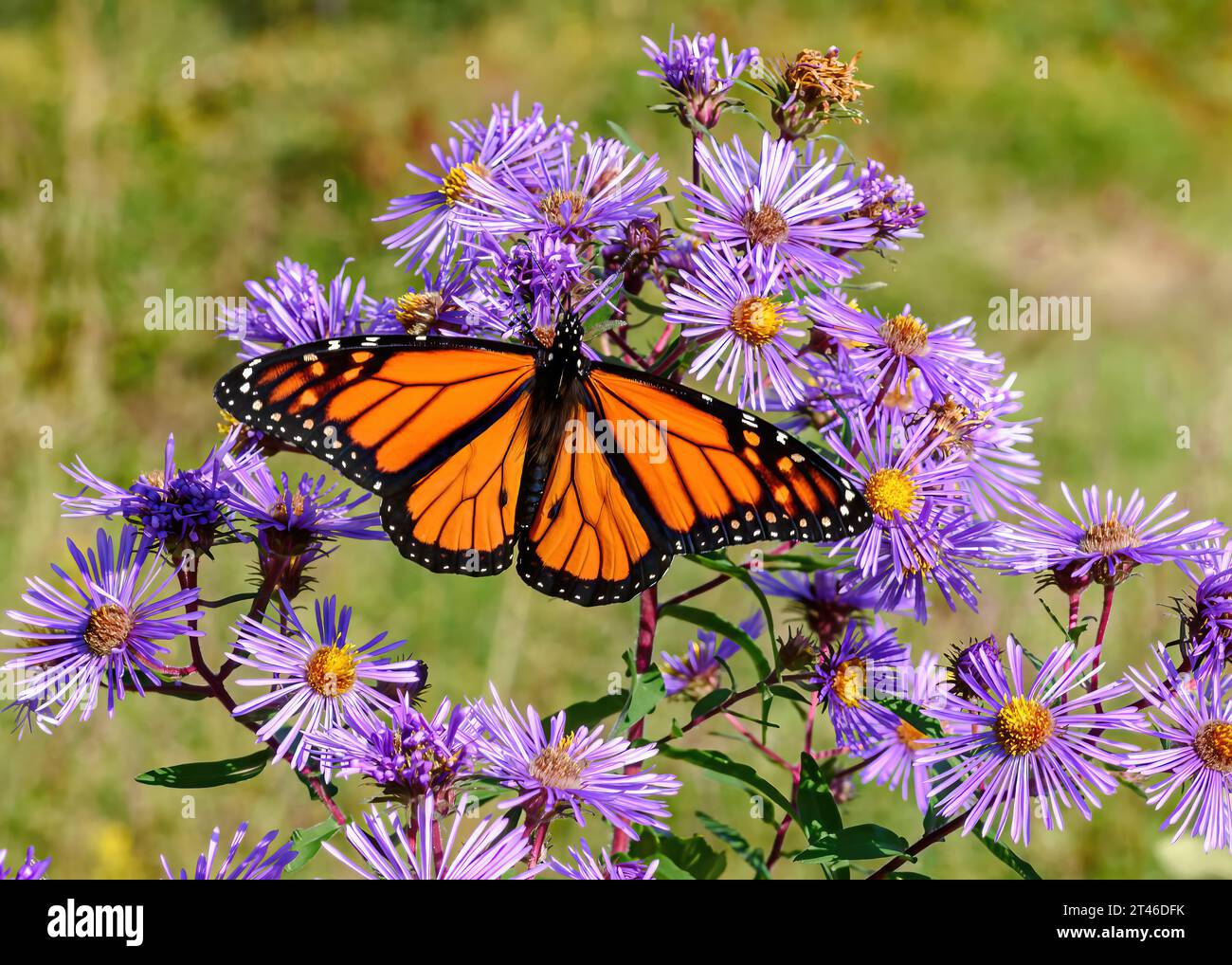 Ein wandernder männlicher Monarch-Schmetterling, der sich von den Blüten einer New England Aster in der Albany Pine Barrens in New York ernährt. Stockfoto