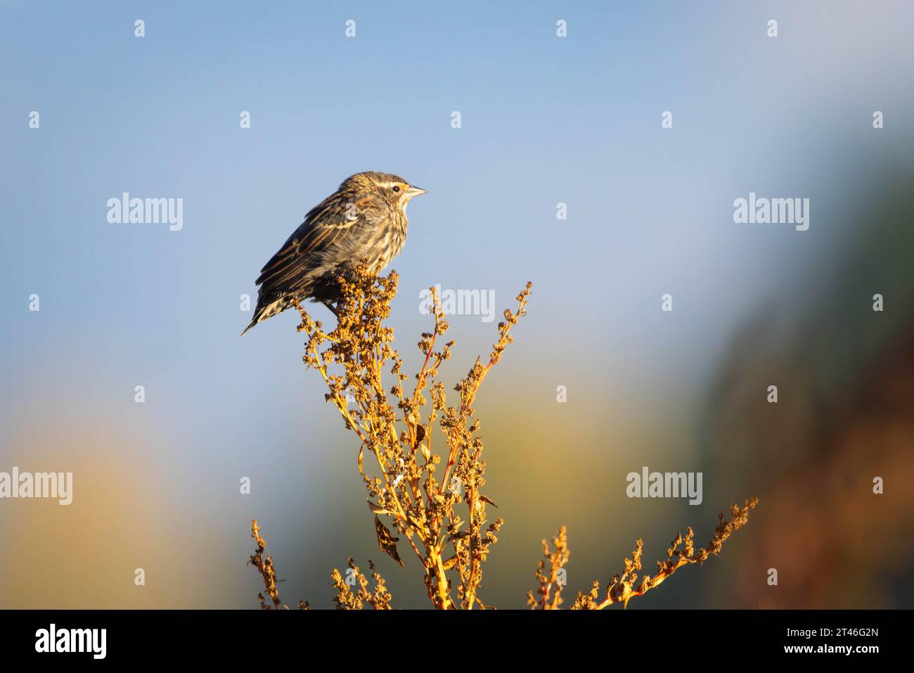 Eine Rotflügeleuchte, die während der frühen Herbstsaison bei Sonnenaufgang auf einer trockenen Pflanze sitzt. South Park Wildlife Habitat Management Area, Stockfoto