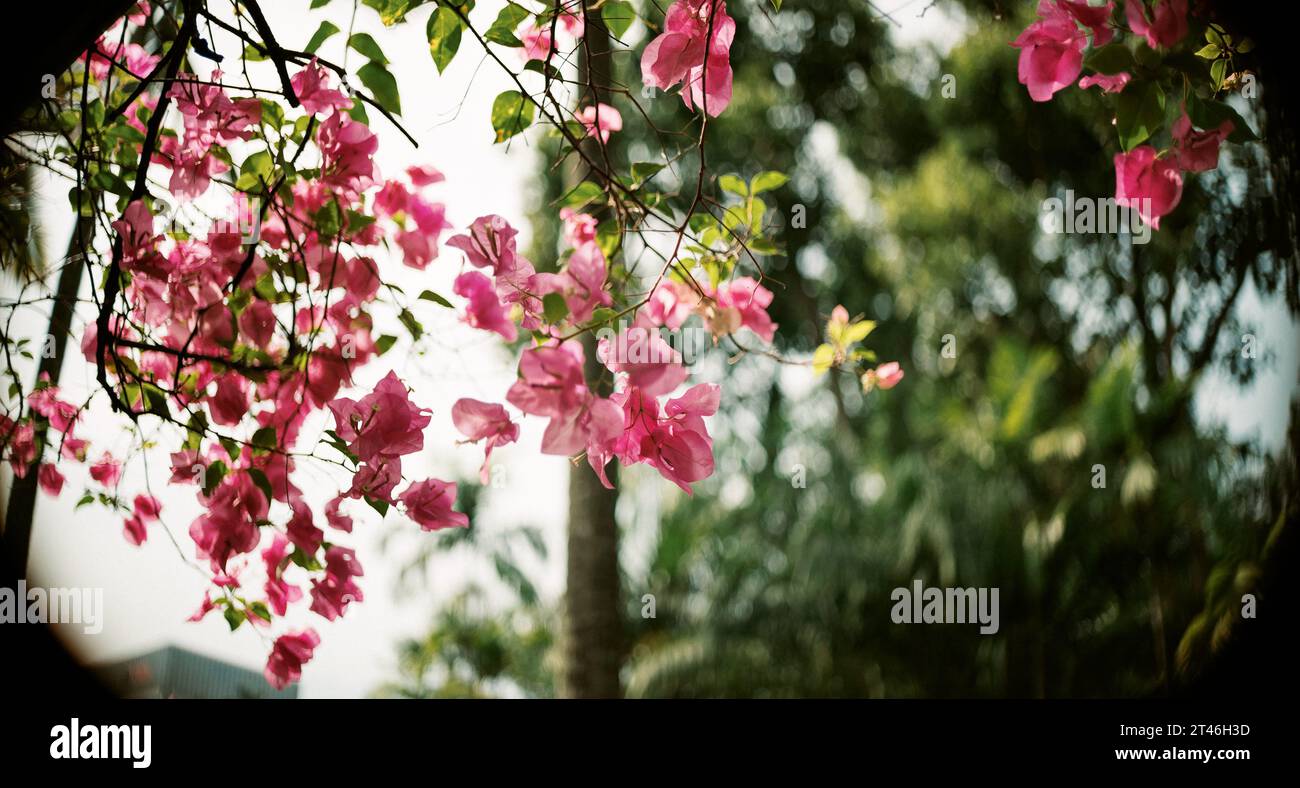 Nahaufnahme von Singapurs Vanda Miss Joaquim: Bunte Blumen auf Frühlingsbaumzweigen, frische blühende rosa und rote Blumen in einer Gartenstadt Stockfoto