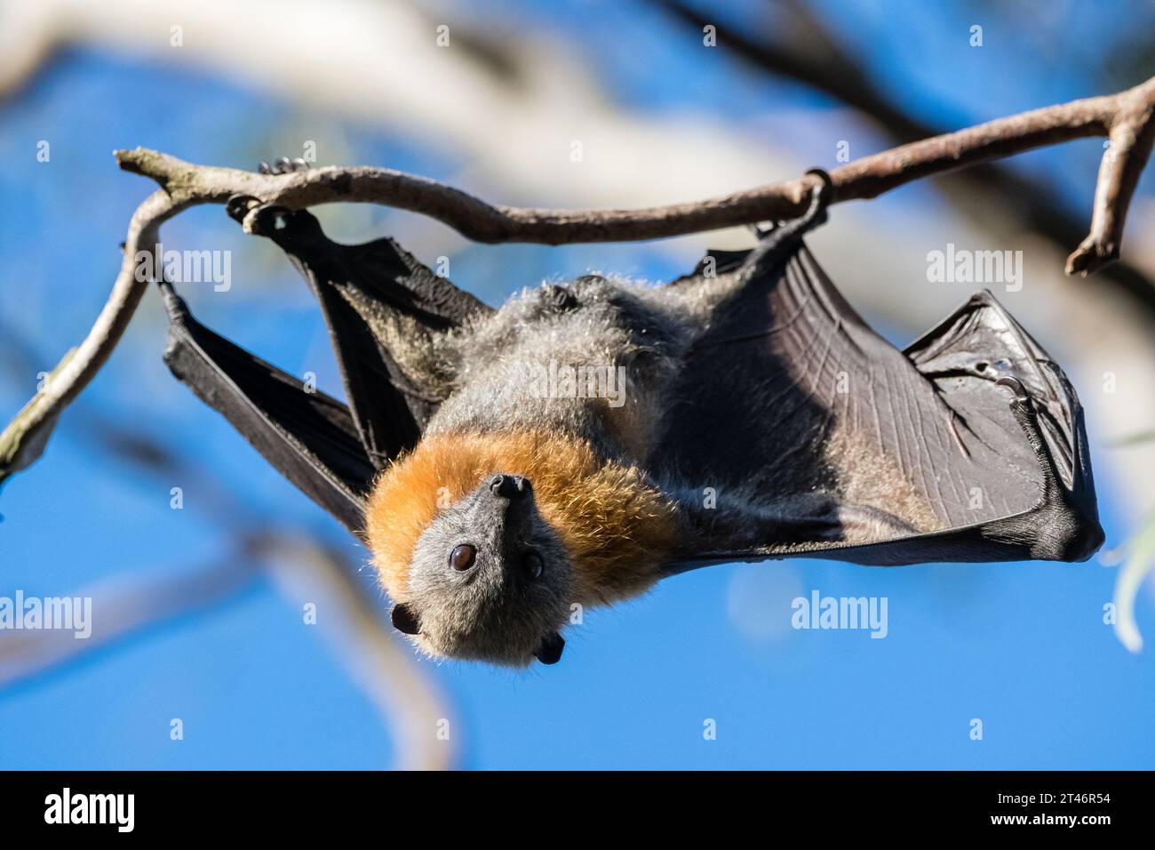 Graukopffuchs, Pteropus poliocephalus, Nachmittag, hängend im Baum, Flügel ausgestreckt, Yarra Bend Park, Melbourne Stockfoto
