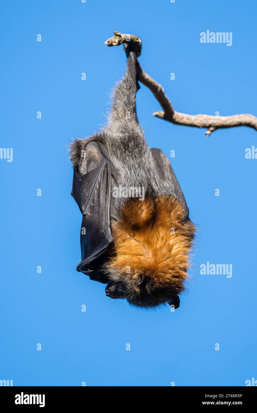 Grauköpfiger Fuchs, Pteropus poliocephalus, Nachmittag, hängend im Baum, Flügel gefaltet, Yarra Bend Park, Melbourne Stockfoto