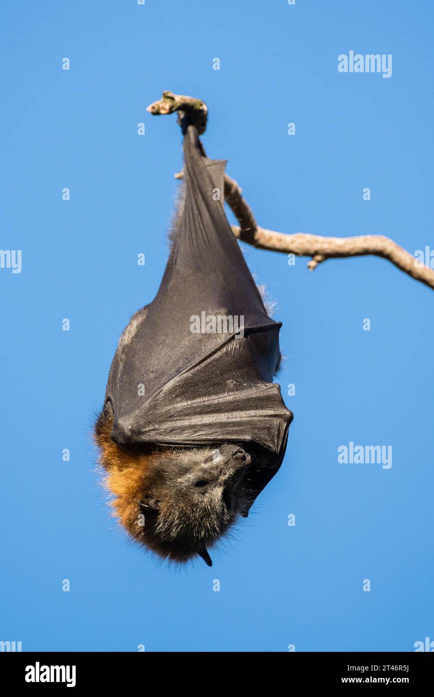 Grauköpfiger Fuchs, Pteropus poliocephalus, Nachmittag, hängend im Baum, Flügel gefaltet, Yarra Bend Park, Melbourne Stockfoto