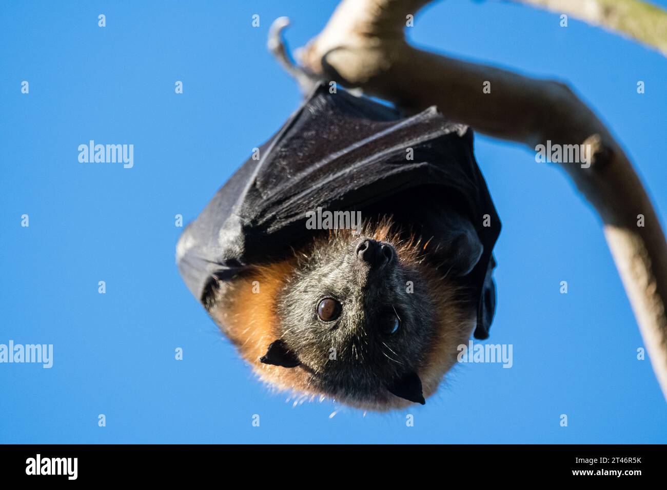 Grauköpfiger Fuchs, Pteropus poliocephalus, Nachmittag, hängend im Baum, Flügel gefaltet, Yarra Bend Park, Melbourne Stockfoto