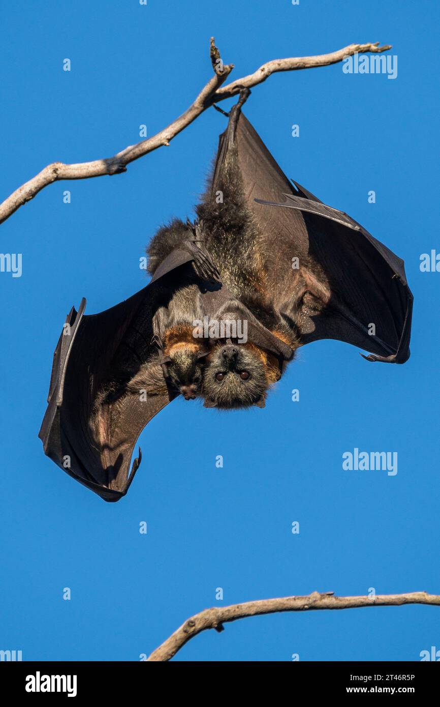 Graukopffuchs, Pteropus poliocephalus, Nachmittag, hängend im Baum, Flügel ausgestreckt, ihr Baby in der Hand, Yarra Bend Park, Melbourne Stockfoto