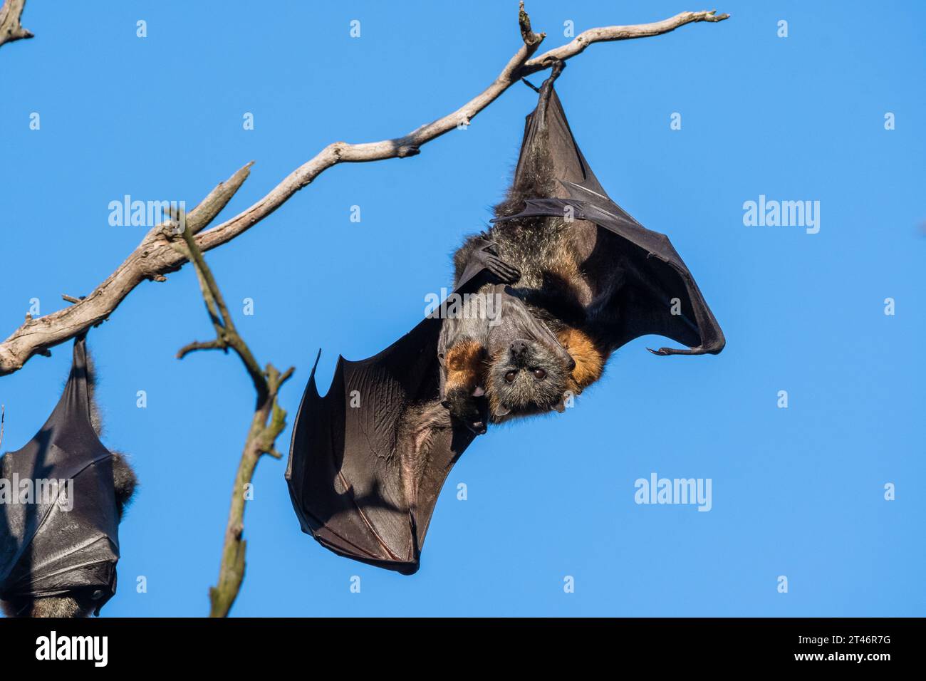 Graukopffuchs, Pteropus poliocephalus, Nachmittag, hängend im Baum, Flügel ausgestreckt, ihr Baby in der Hand, Yarra Bend Park, Melbourne Stockfoto